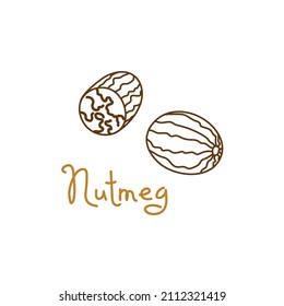 Nutmeg, mace hand drawn graphics element for packaging design of nuts and seeds or snack. Vector illustration in line art style