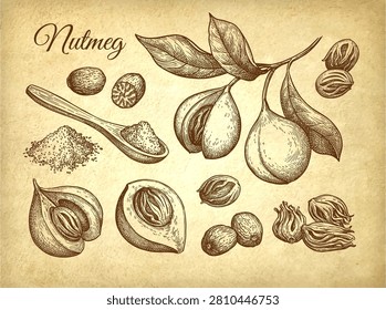 Nutmeg and mace spices. Collection of ink sketches on old paper background. Hand-drawn vintage engraving illustration.