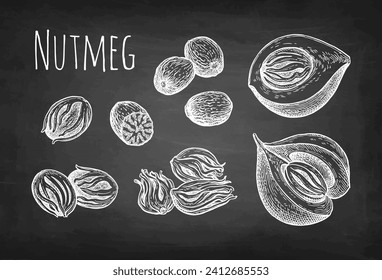 Nutmeg and mace spices set. Chalk sketch on blackboard background. Hand drawn vector illustration. Vintage style.