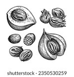 Nutmeg and mace spices set. Ink sketch isolated on white background. Hand drawn vector illustration. Vintage style.