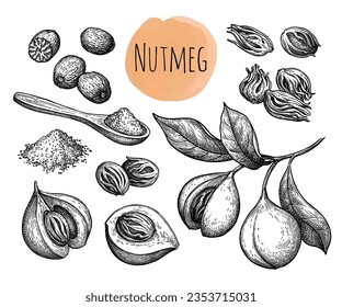 Nutmeg- und Gewürzset. Tintenfisch einzeln auf weißem Hintergrund. Handgezeichnete Vektorgrafik. Vintage-Stil.