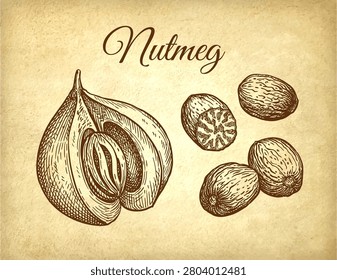 Nutmeg and mace spices set. Ink sketch on old paper background. Hand-drawn vintage engraving illustration.