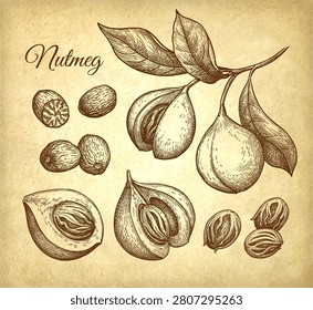 Nutmeg and mace spices set. Set of ink sketches on old paper background. Hand-drawn vintage engraving illustration.