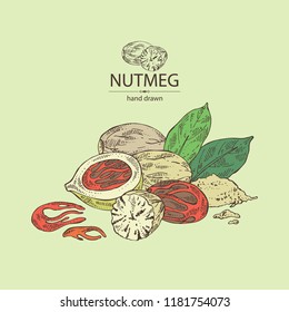 Nutmeg: nut and leaves. Vector hand drawn illustration.