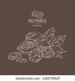 Nutmeg: nut and leaves. Vector hand drawn illustration.