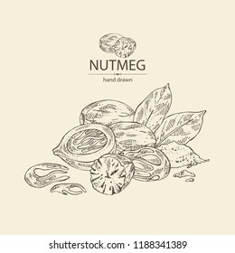 Nutmeg: nut and leaves. Vector hand drawn illustration.
