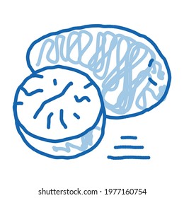 nutmeg nut sketch icon vector. Hand drawn blue doodle line art nutmeg nut sign. isolated symbol illustration