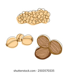 Nutmeg Pecan Coriander Seeds Spice Condiment in Line Art Style