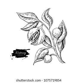 Nutmeg Plant Branch Vector Drawing. Botanical Illustration. Vintage Hand Drawn Spice Sketch. Herbal Seasoning Ingredient, Culinary And Cooking Flavor.