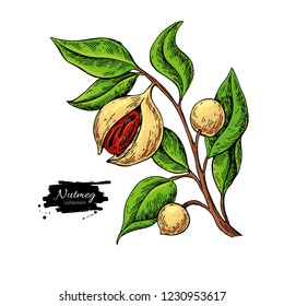 Nutmeg Plant Branch Vector Drawing. Botanical Illustration. Vintage Hand Drawn Spice Sketch. Herbal Seasoning Ingredient, Culinary And Cooking Flavor. Condiment  Illustration.