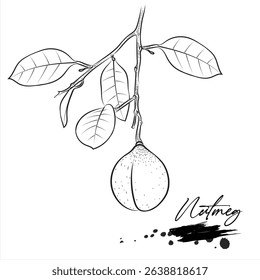 Nutmeg Plants, spice plant images vector illustration