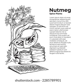 Nutmeg seed processing illustration silhouette vector