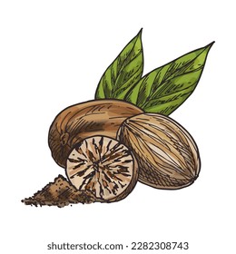 Esbozo de semillas de Nutmeg aislado. Vector de fragancia o de nuez verdadera para sazonarse o especiar. Señal de refrigerio cortado. Frutos secos para la comida vegetariana o vegana. Núcleo dibujado a mano. Botánica y tema culinario.