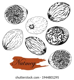 Nutmeg. Set. Stock black and white illustration. Hand drawing sketch. Isolated on white background. For packaging of spices, vegan menus, natural products
