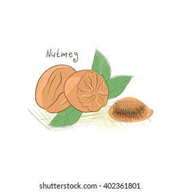 Nutmeg, sketch. Drawing on a white background.