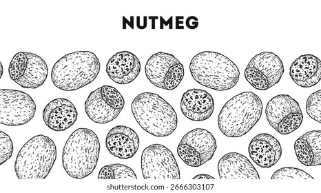 Esboço de noz-moscada. Padrão horizontal sem emenda. Ilustração de vetor desenhada à mão. Especiarias de cozinha