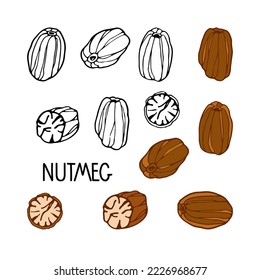 Nutmeg sketch set. Hand drawn vector spices. Culinary plant. Doodle illustration for recipes, cafe, spice shop, menu. Organic, fresh cooking, healthy diet ingredient. Vector isolated on white elements