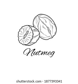 Nutmeg sketch.Coloring. Illustration isolated on white background.Zen-tangle style.