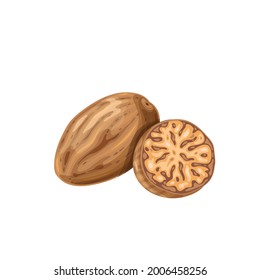 Nutmeg spice, aromatic food, healthy menu. Herbs spice, salad and meals. Isolated vector illustration in cartoon style.