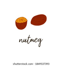 Nutmeg spice. Muscat condiment. Isolated food vector hand drawn illustration with the inscription