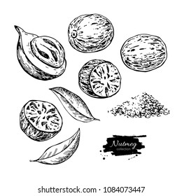 Nutmeg spice vector drawing. Ground seasoning nut sketch. Dried seeds and fresh mace fruits Herbal ingredient, cooking flavor. Condiment engraved illustration. Great for template label, packing design