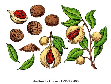 Nutmeg spice vector drawing. Ground seasoning nut sketch. Dried seeds and fresh mace fruits Herbal ingredient, cooking flavor. Condiment  illustration. Great for template label, packing design