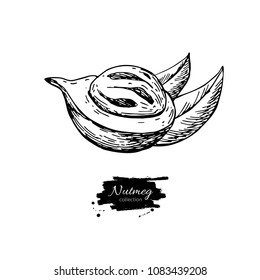 Nutmeg spice vector drawing. Mace fruit seasoning nut sketch. Herbal ingredient, culinary and cooking flavor. Condiment engraved illustration. Great for template label, packing design