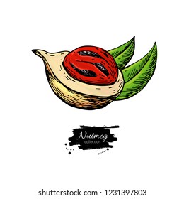 Nutmeg spice vector drawing. Mace fruit seasoning nut sketch. Herbal ingredient, culinary and cooking flavor. Condiment illustration. Great for template label, packing design