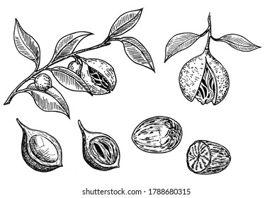 Conjunto de boceto de dibujo de vectores de especias de nuez. Nuez de condimento en tierra. Ilustración grabada con condimento. Semillas secas y frutas frescas de macia Ingredientes de hierbas, sabor a cocina. Para etiqueta de plantilla, diseño de embalaje