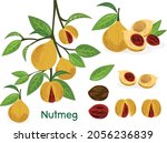 Nutmeg spice vector Illustration a branch with nutmegs and leaves.
Dried seeds and fresh mace fruits Herbal ingredient, cooking flavor. For template label, packing and emblem farmer market design