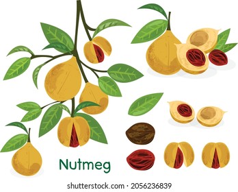 Nutmeg spice vector Illustration a branch with nutmegs and leaves.
Dried seeds and fresh mace fruits Herbal ingredient, cooking flavor. For template label, packing and emblem farmer market design