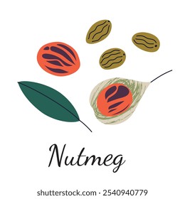 Ilustração de vetor de especiarias Nutmeg em estilo de desenho animado plano. Sementes de noz-moscada, folhas e frutos. Perfeito para cozinha, culinária e temas culinários. Conceito de tempero aromático e aromatizante