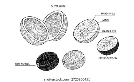 Vector de especias de nuez moscada que dibuja el sabor del ingrediente para hornear postres platos salados y bebidas culinarias botánicas