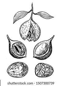 Nutmeg spice vector sketch. Ground seasoning nut. Dried seeds and fresh mace fruits Herbal ingredient, cooking flavor. Condiment engraved illustration. For template label, packing design, illustration