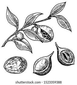 Nutmeg spice vector sketch. Ground seasoning nut. Dried seeds and fresh mace fruits, nutmeg branch. Herbal ingredient, cooking flavor. Condiment. For template label, packing design, illustration