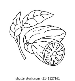 Nutmeg spices. Cooking ingredient. Line icon. Editable stroke size. Vector sketch illustration.