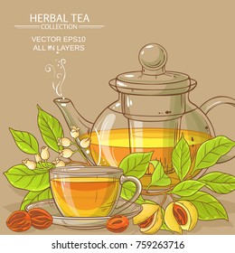 nutmeg tea illustration
