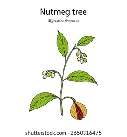 Noz-moscada (Myristica fragrans), planta comestível e medicinal. Ilustração vetorial botânica desenhada à mão