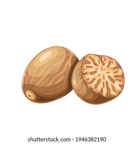 Nutmeg vector. Ground spice illustration.