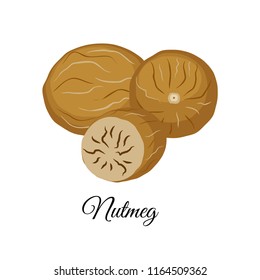 Nutmeg  vector illustration isolated on white background.
