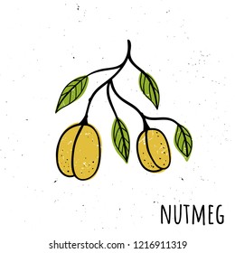 Nutmeg. Vector illustration with a plant