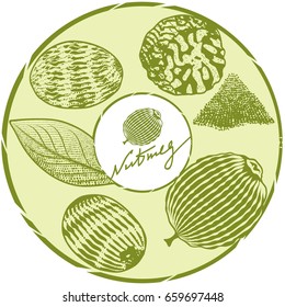 Nutmeg. Vector monochrome engraved illustration.