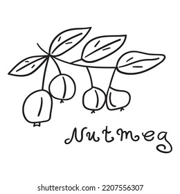Nutmeg. Vector outline icon. Nature. Simple illustration.