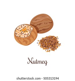 Nutmeg whole and crushed powder. Spices isolated on white background. Vector illustration. Can be used for package, prints, wrapping, menu, price tag, label, healthy brochure, organic. As logo, symbol