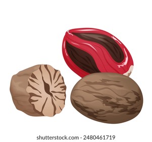 Nutmeg, whole dried fruit and cut into half, spice for cooking vector illustration