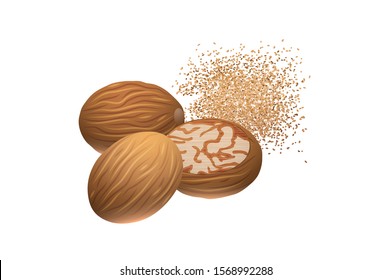 Nutmeg whole, Powder and dust Vector Illustration isolated on white background