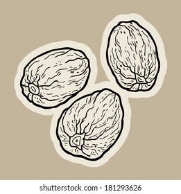 Nutmegs cartoon vector.