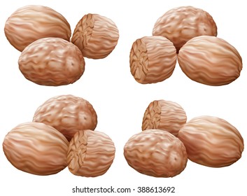 Nutmegs in different compositions on white background. Vector illustration