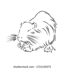 nutria black and white. nutria vector sketch illustration