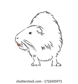 nutria black and white. nutria vector sketch illustration